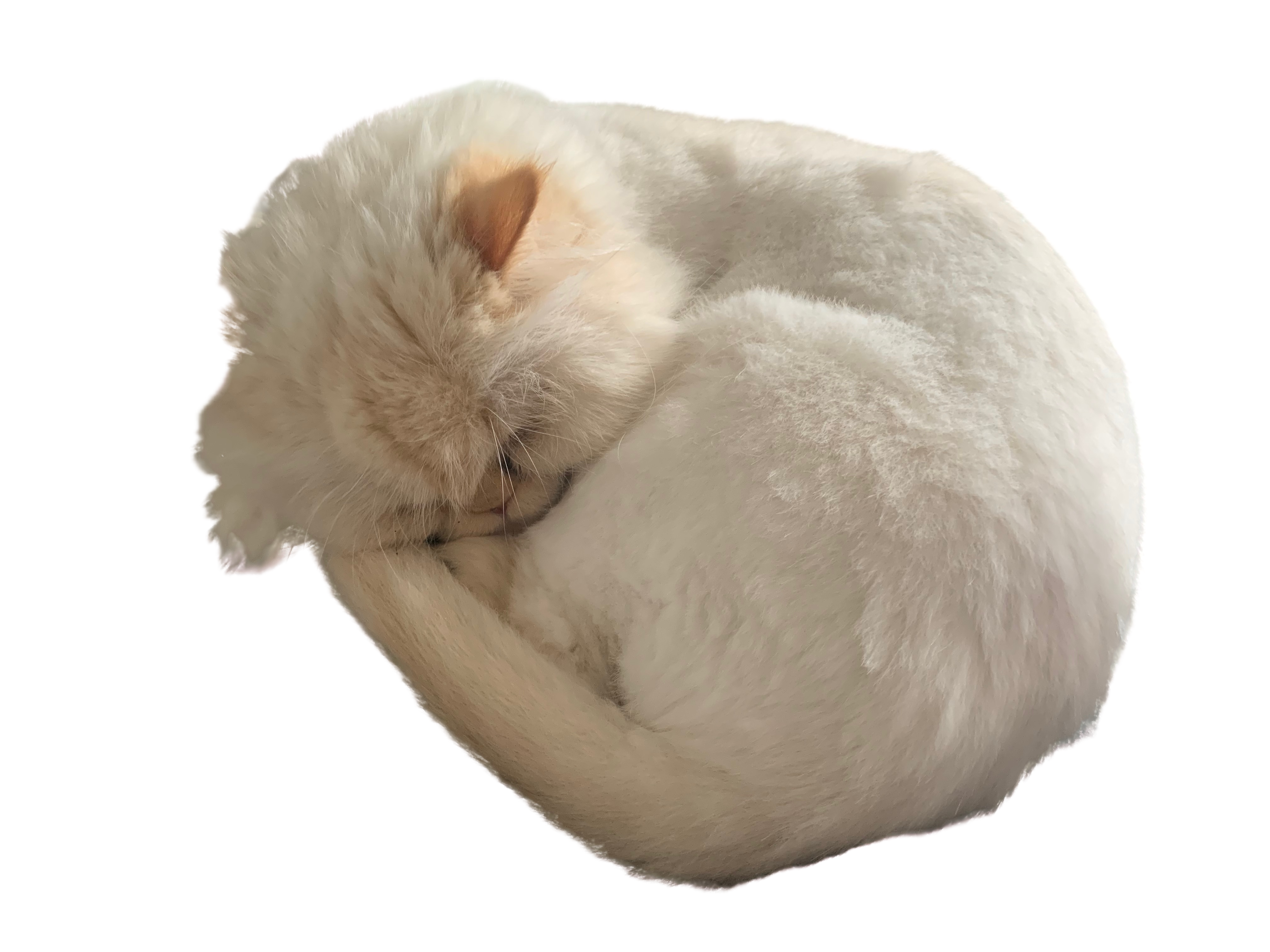 Sleeping Cat